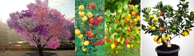 Grafted Fruit Trees Produce Multiple varieties of fruit from the same root stock
