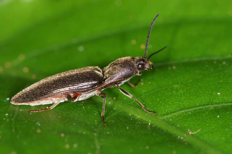 A brown adult click beetle on a green leaf.