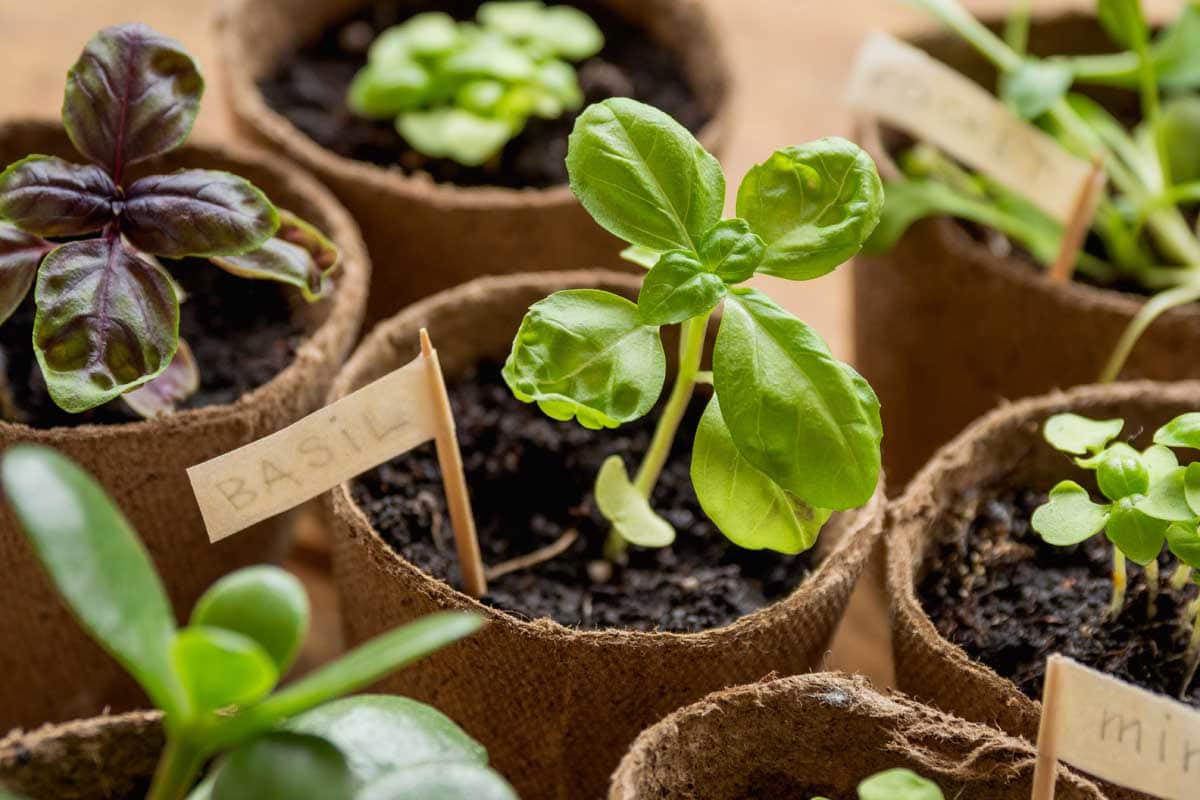 Basil seedlings in biodegradable peat pots on a wooden table.