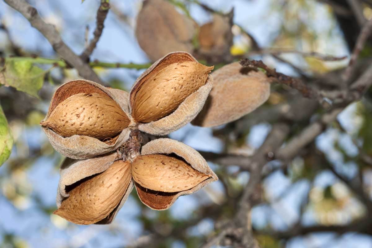 Four almond nuts in their husks hanging from the tree.