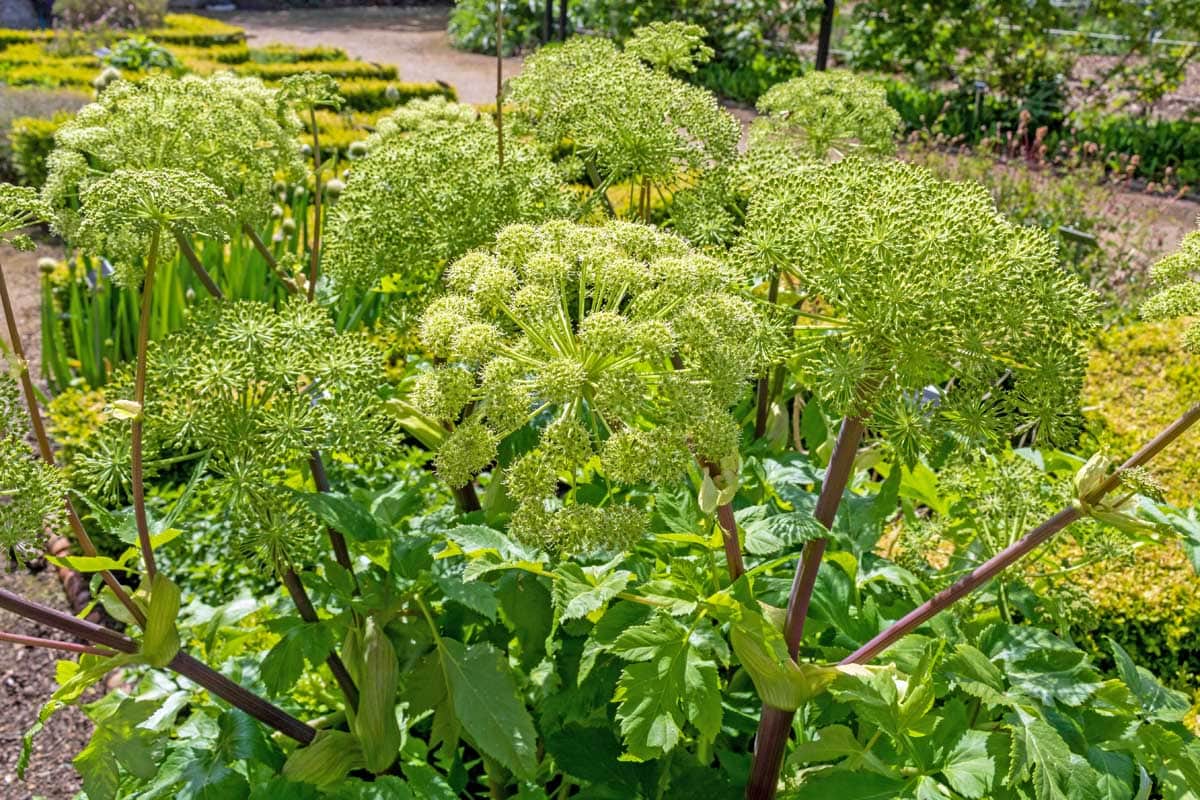 Angelica plant in bloom with huge green blossom clusters.