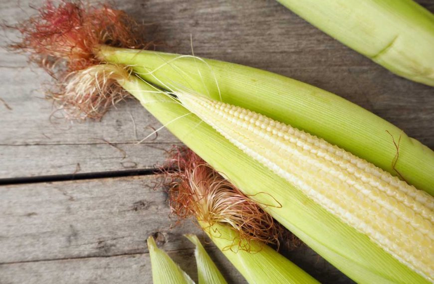 Baby Corn Planting and Growing Guide