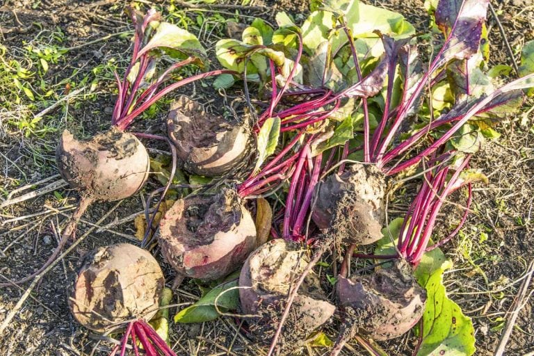 17 Beet Plant Problems and How to Troubleshoot Them
