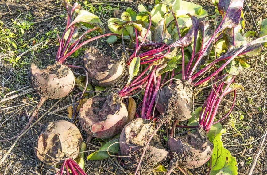 Harvested beets damaged by pests in the garden.