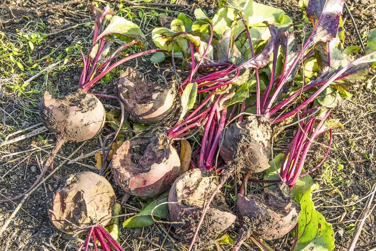 Harvested beets damaged by pests in the garden.