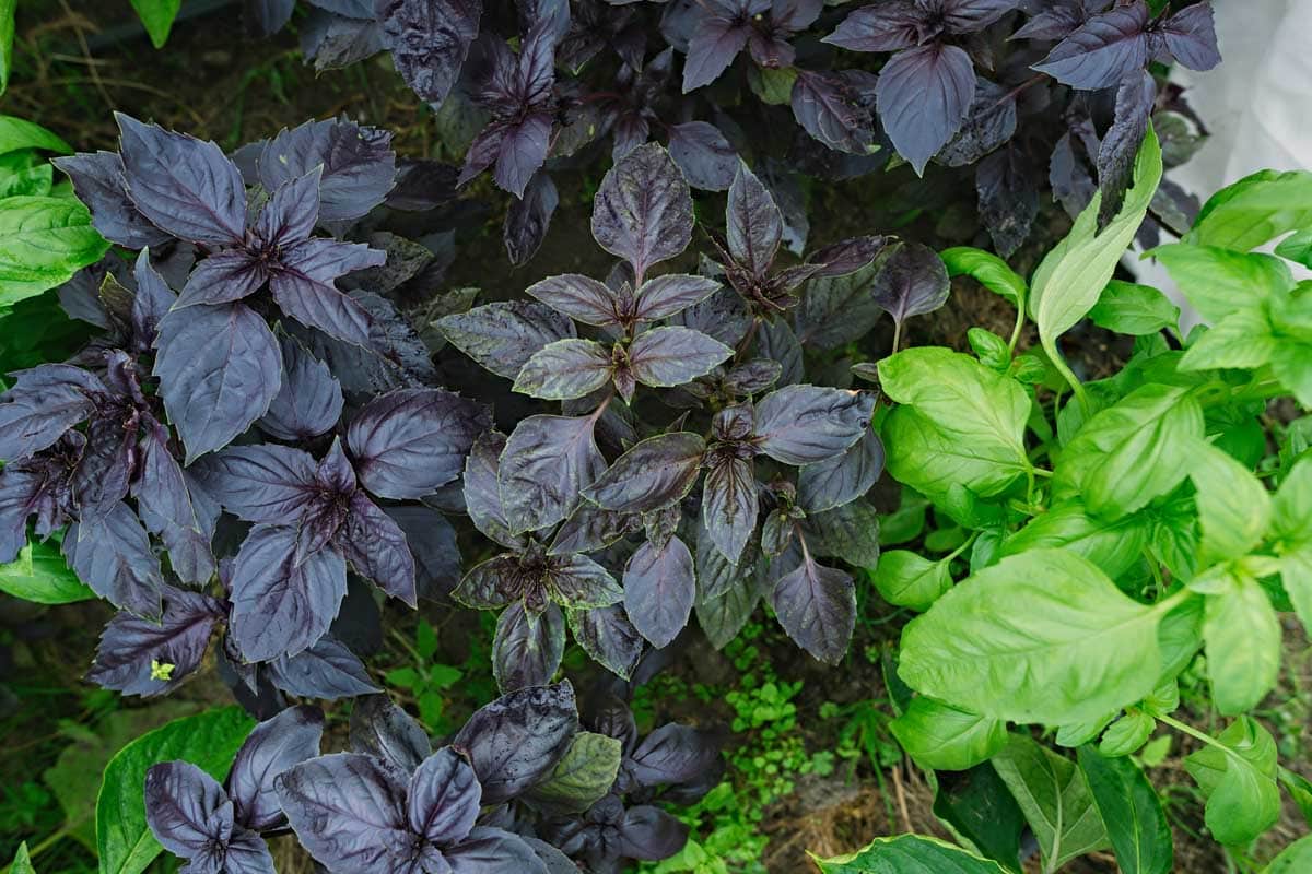 Top down view of several different types of basil growing in a herb garden.