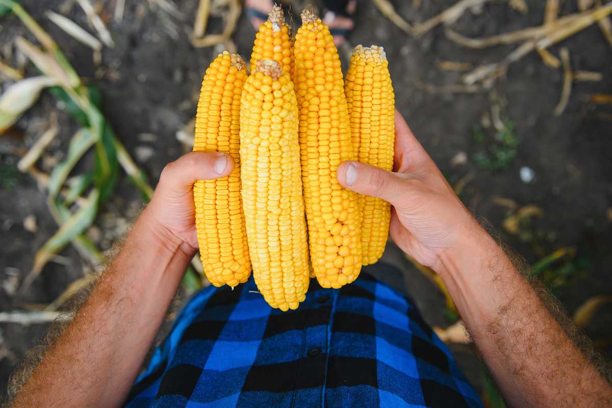 Shucked sweet corn cobs in a gardener's hand.