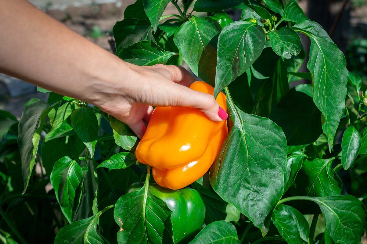 Orange bell pepper being harvested by the hand of a young woman.