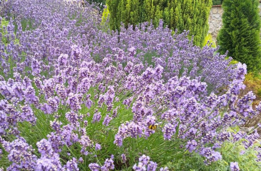 A long bed of lavender planted near a stone wall.