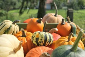 Various pumpkins harvested and stacked in the garden.