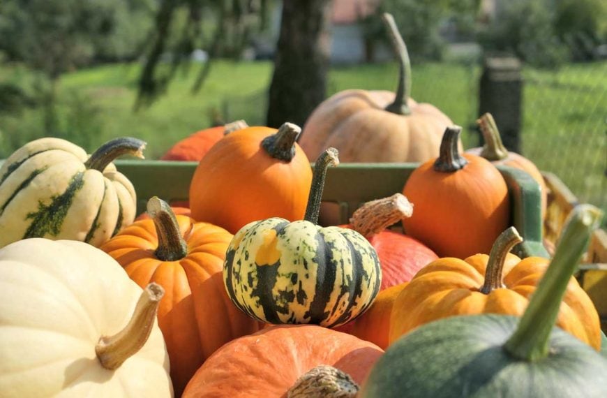 65 of the Best Pumpkin Varieties to Grow in Your Garden