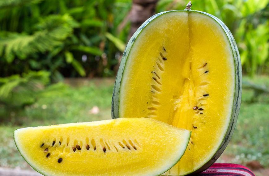 Fresh ripe yellow-fleshed watermelon sliced open to reveal the interior.