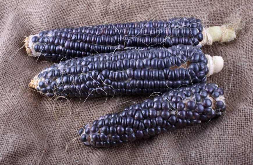 Three ears of black Aztec corn on a burlap sack.