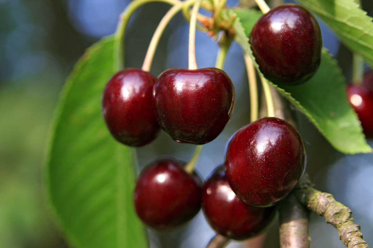 A cluster of Black Republican Cherries hanging on the tree.