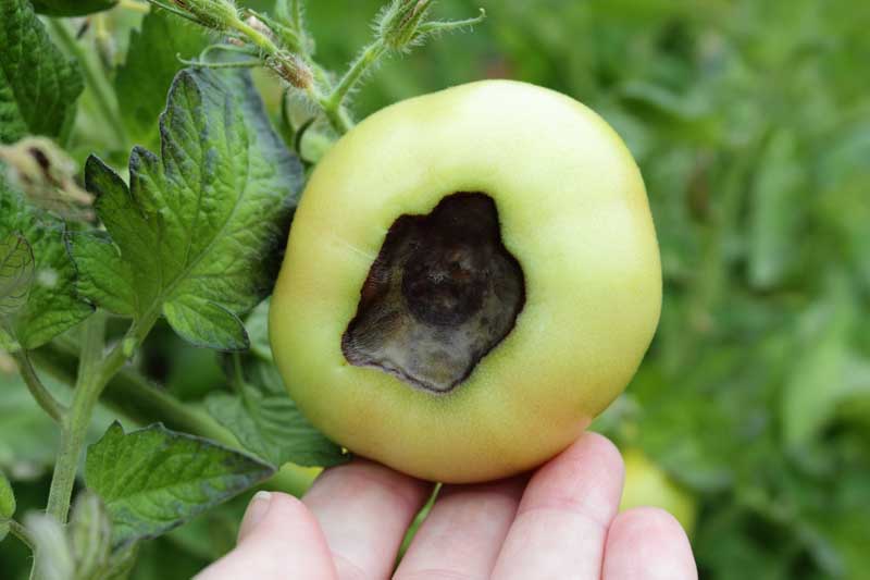 A human hand shows a green tomato showing the black spot (blossom end rot) on the bottom of a green tomato.