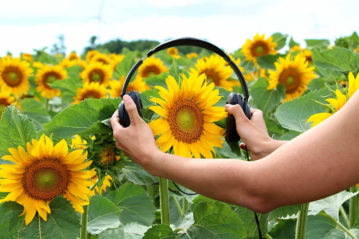 A pair human hands act as if they are putting a pair of earphones on a sunflower bloom.