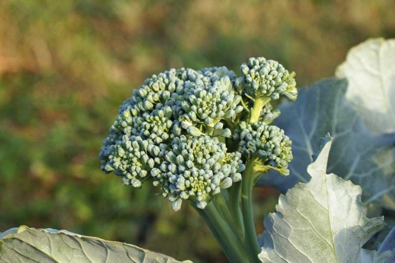 Brokali Apollo Hybrid: Plant Profile and Growing Tips | luv2garden.com