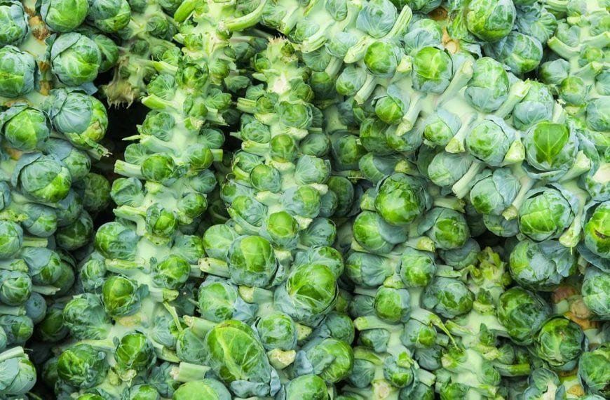 Stack of harvests Brussels sprouts still attached to their central stalks.