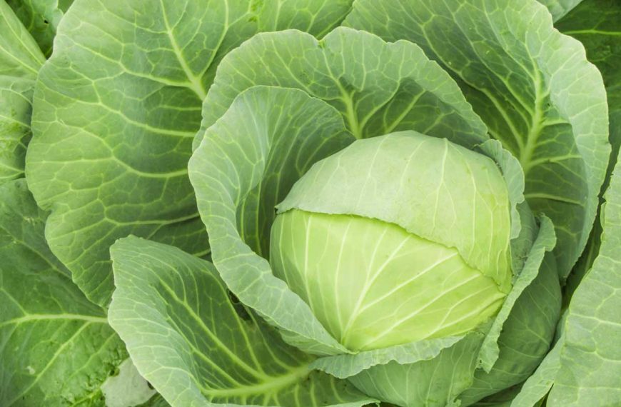 Close-up of a head of cabbage in a vegetable garden.