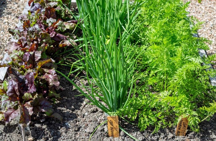 Carrot Companion Plants: What Pairs Well With Carrots?