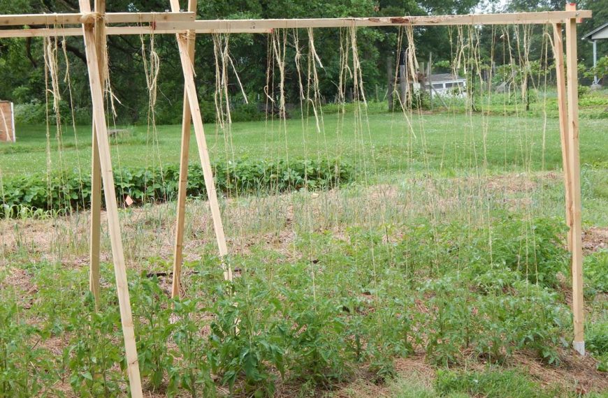 String trellised tomato garden with wooden scissor supports.