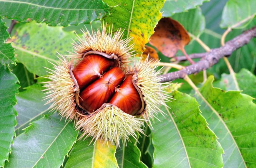 Chestnut Tree Growing and Care Guide