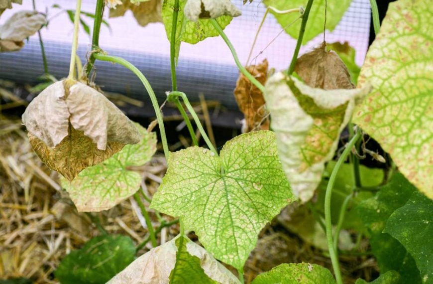 Cucumber plants infelcted by white rot sclerotinosis.
