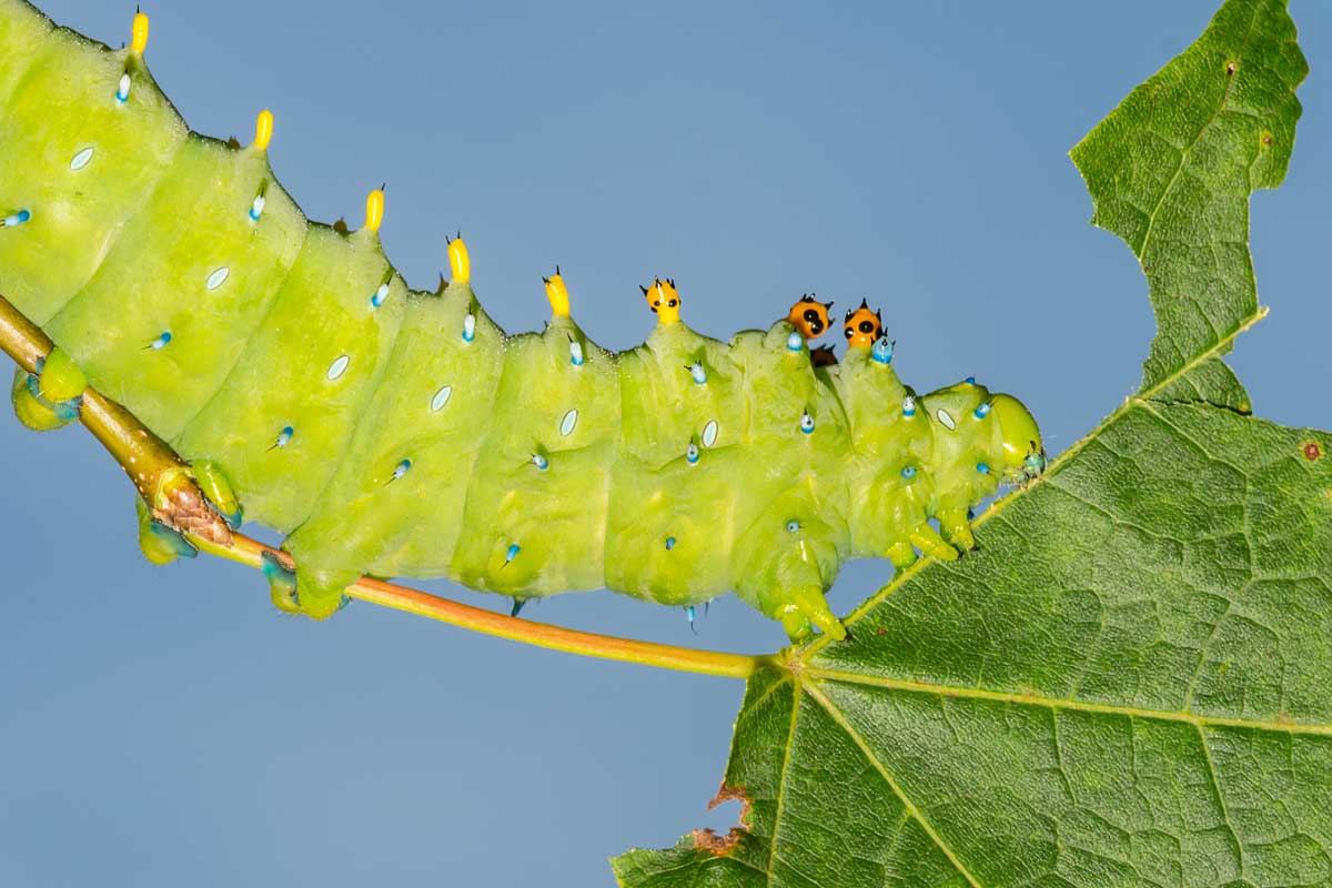 Cecropia moth caterpillar munching on a leaf.