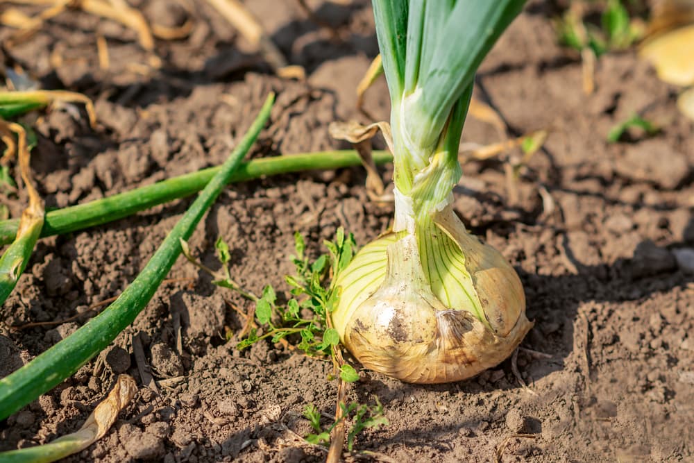 A picture of an onion growing in the ground. 