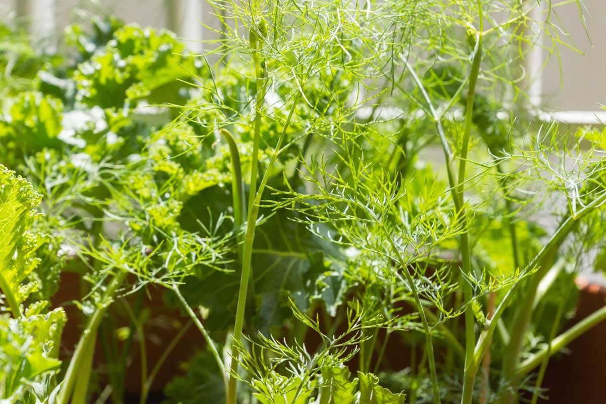 Young, bright green dill plant in the foreground with curly kale and garlic sprouts in the background.