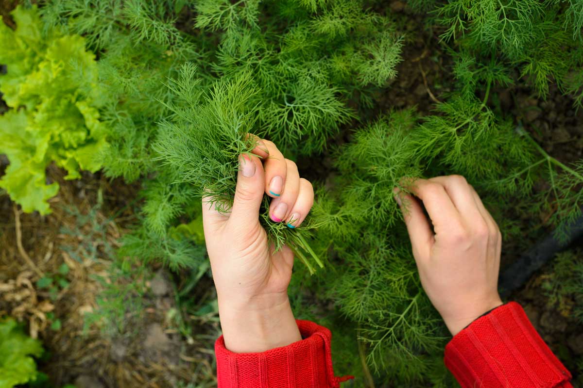A pair of woman's hands picks dill weed.