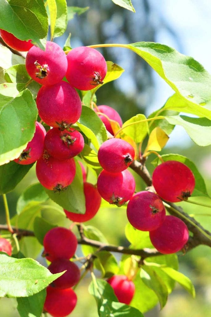 Dolgo crabapple tree full of red fruit.