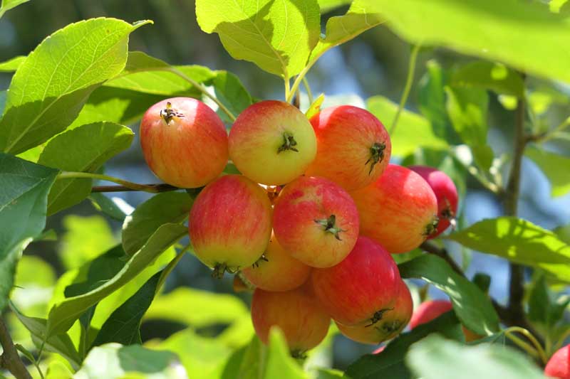 A cluster of ed dolgo crabapples hanging from the branch.