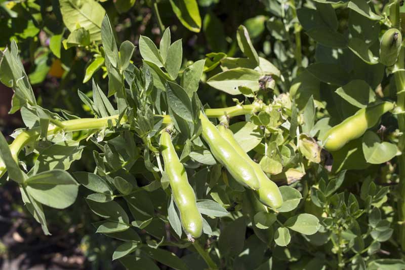 Broad (fava) beans growing on the vine.