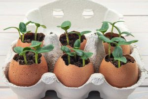 Cucumber seedlings in eggshells placed in a recycled egg carton.