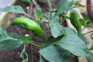 Aconcagua peppers growing on the bush.