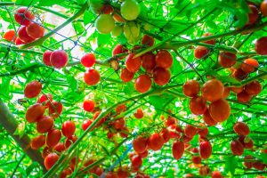 Red and green tomatoes hanging on a tomato tree plant.