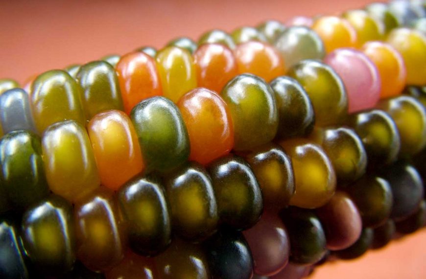 Glass Gem Indian Corn: Plant Profile and Growing Tips