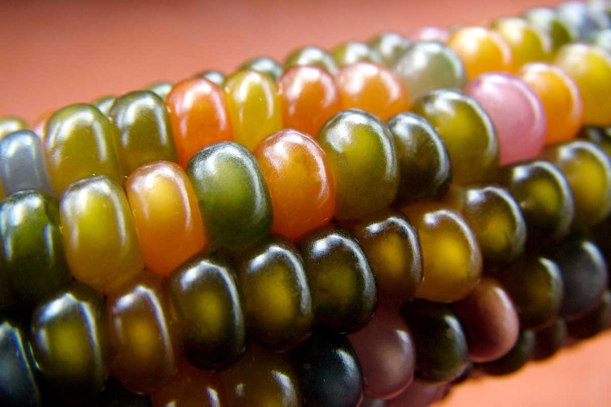 Closeup of the colorful, glossy kernels of 'Glass Gem' flint corn.