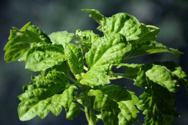 Green Ruffles Basil Plant Profile and Growing Tips