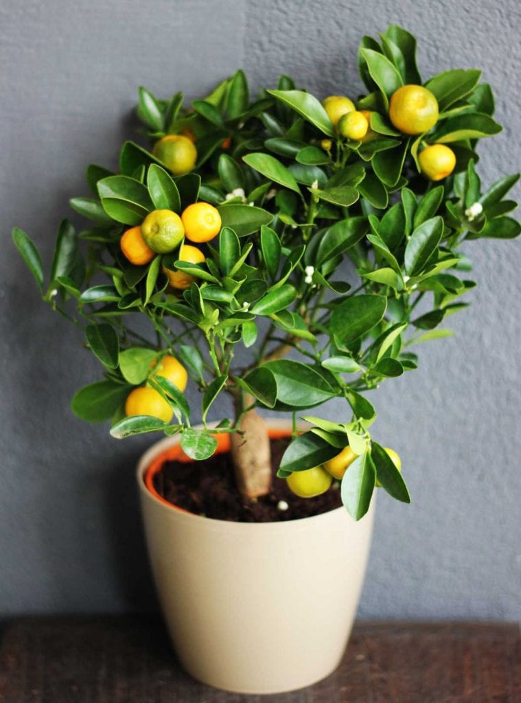 A potted lemon tree growing as a houseplant.