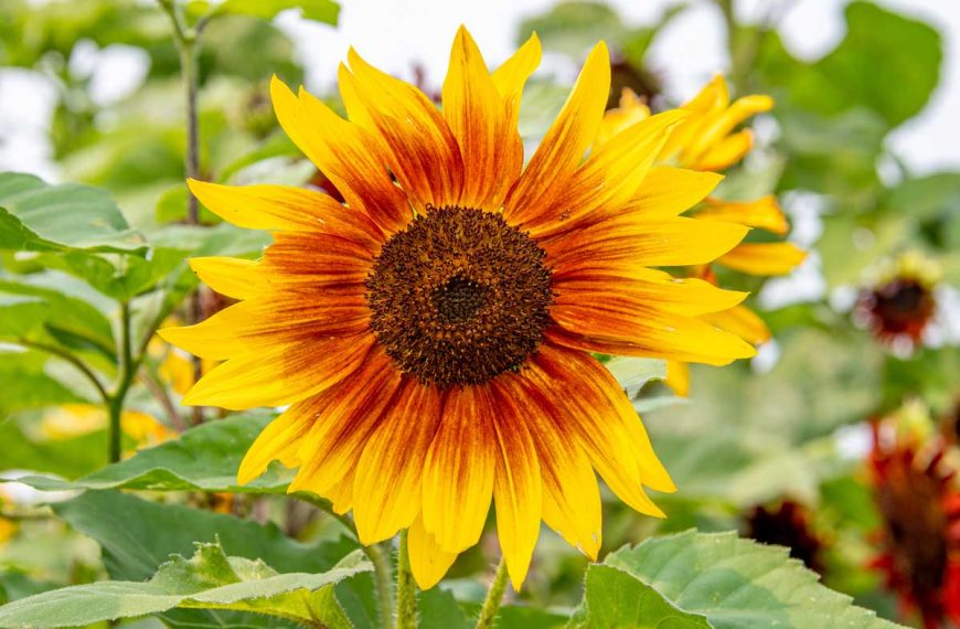 Closeup of a ring of fire sunflower.