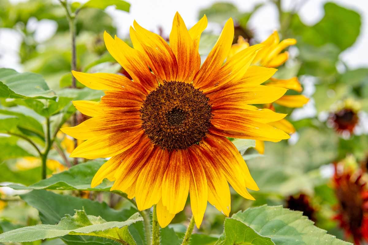Closeup of a ring of fire sunflower.