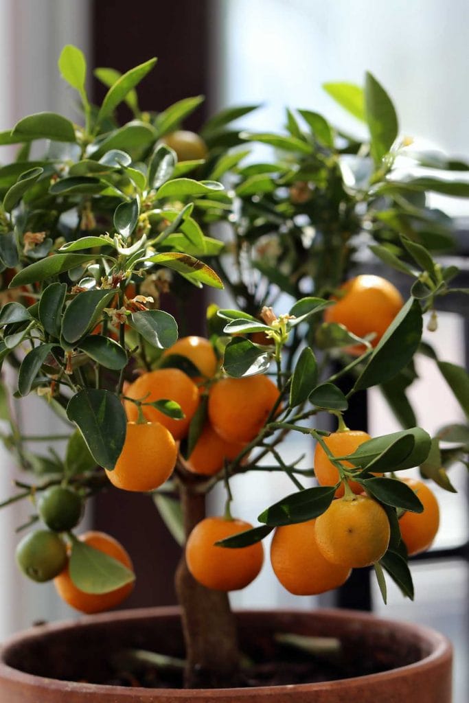 A small mandarin orange tree with ripe fruits in an indoor garden.