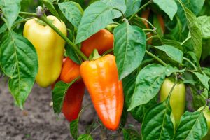 Closeup of ripening green, orange, and red peppers in the garden.