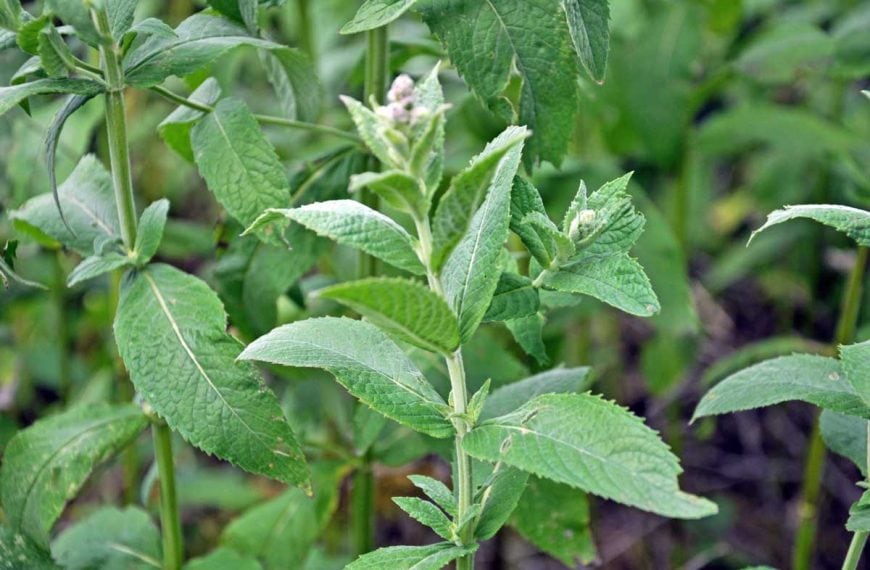 Habek Mint (Mentha longifolia) grows among grasses in the wild