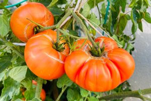 Three orange pineapple tomatoes growing on the vine.