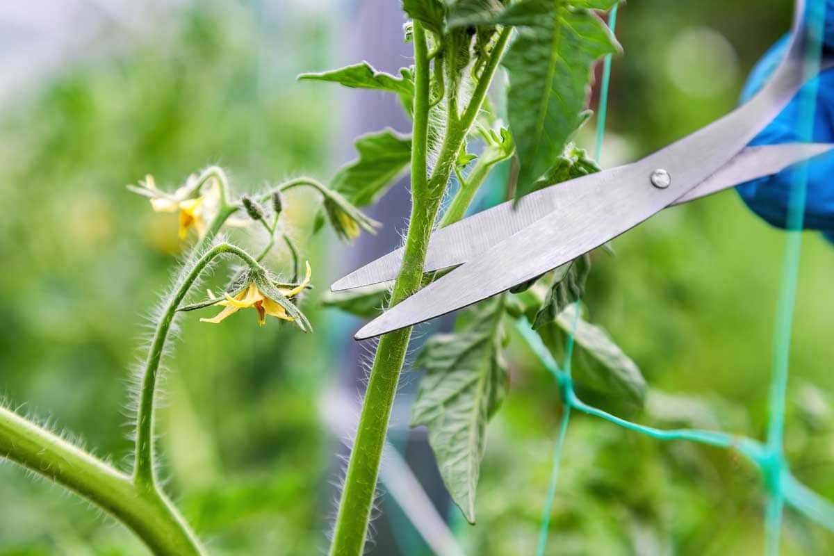 A pair of scissors are being to used to take a cutting from a tomato plant to start new plants.