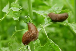 Two slugs feasting on radish tops in the garden.