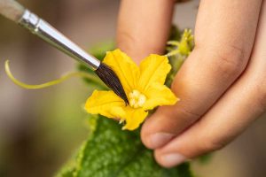 A human hand uses a brush to cross-pollinate a cucurbit flower.